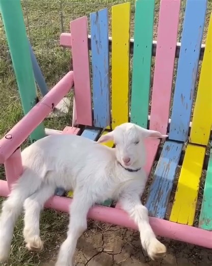 Cute goat rate 1-100 _Credit_ shiroufarm___4600_ What is your favorite shirt_ 헦헛