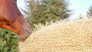 Close-up of a horse eating hay from a special hay net. Slow feeder hay nets allows horses to eat as they do in nature, because horse must be encouraged to nibble and move.