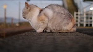 Cat Crouching Alone Train Station Waiting: стоковое видео (без лицензионных платежей), 1023323065 | Shutterstock