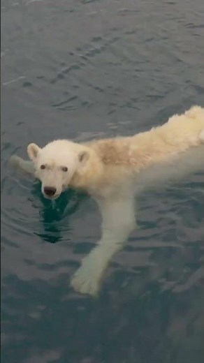 Facts About Polar Bears | Explore the Lives of These Arctic Giants!