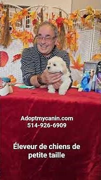 Chose à savoir sur les Maltipoo #puppy #chien #pets #cutedog #bichon #maltipoo #caniche