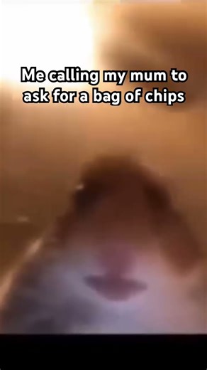 Hamster calling #memes #funny #cute #comedy #aussie #hamster #call