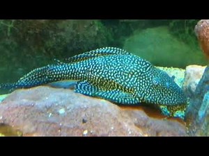 Pleco Fish Care & Feeding Guide | How to Care for Plecos & Best Tank Cleaner Tips
