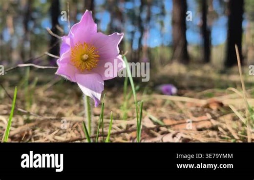 Beautiful purple flower in wood. Pulsatilla patens pasque flower or prairie crocus. Pulsatilla patens is a species of flowering plant in the family Ranunculaceae. Flower is listed in the Red Book Stock Video Footage - Alamy