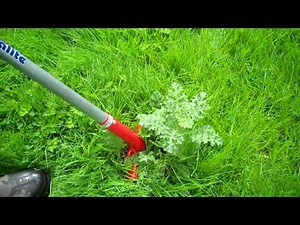 How To Get Rid of Ragwort