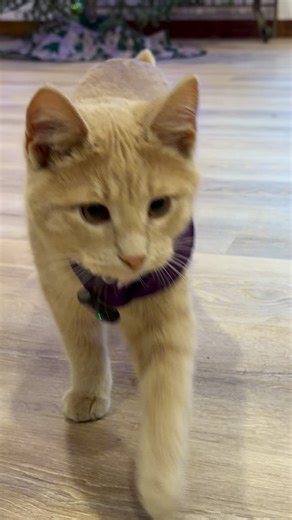 Jack Spicer on Instagram: "Meowdy purrtners. Ornament secured. Spicer chased. 🧐 🦖 If you’re a fan of Jack Spicer’s kitty cat cowboy content please consider subscribing or joining his Patreon linked in bio 😊 everything helps ❤️ #cat #cats #catlover #catsofinstagram #catlovers cats_of_instagram kittycat tuxedocat kitty catlife"