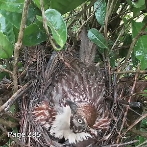 343K views · 4.4K reactions | Review bird daily life in nest, mother bird and baby bird life P140 #birdlovers #motherbird #babybird #relax #birdsounds #birdphotography #holiday #birdnest #birdsofinstagram #bird #birdlife #nature #naturelover #reviewbirdnest #birdwatching #wildlife #viralvideo #lifewithbirds #birds | Page 285 | Facebook
