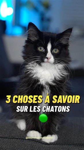Savais-tu ces 3 CHOSES sur les CHATONS? 🐱