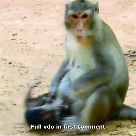 Heartbreaking! Monkey Mom So Mad At Little Baby Crying Mercifully 🥲💔 Check full story in first comment | Hello Monkey