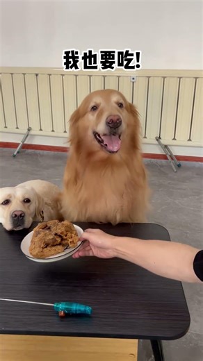 Can't Miss Dog Playtime! DogVlog PetPlay