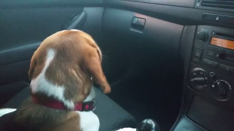 Dog Turns on Radio Like a Total Pro