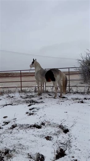 Chief has gone to the round pen for 8 years. The neighbour put bales along the tree line, where they never have before, and Chief had big feelings about that 😂 | Twisted Pine Paints