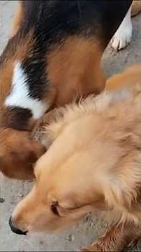 BIG AND SMALL DOGS MATING