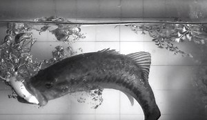 Don't Sleep On This Hook Setting Tip When Tossing Topwater Frogs | OutdoorHub