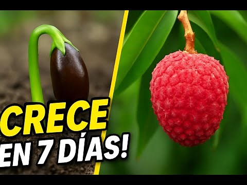 ¿Cómo cultivar lichis en casa fácilmente? #plantas
