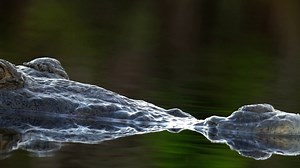 3.3K views · 31 reactions | 헖험헟험헕헥헔헧헜헡헚 ퟭퟬퟬ 헬험헔헥헦: Back in the 1970s,...