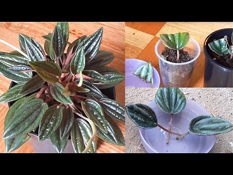 Peperomia caperata(Peperomia Rosso) plant Care and Propagation #Peperomia - See the Description