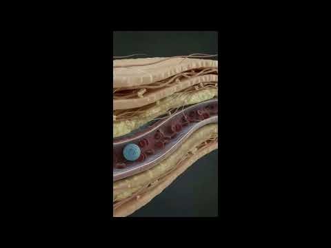 MYTH vs SCIENCE: Is Your Blood Really Blue Inside Your Body?