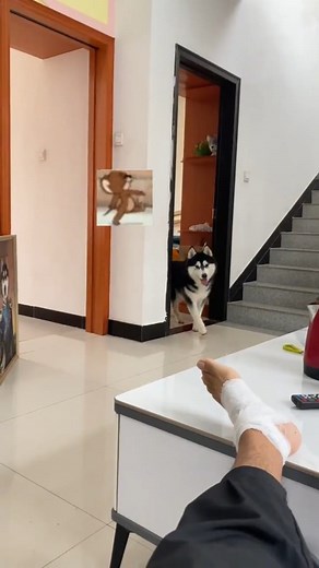 14K views · 737 reactions | My Lovely Husky  . . . #doglover #huskylife #husky #huskylove #huskypuppy #huskylovers #huskymix #dogsofinstagram #dog #doglife #dogoftheday | Husky Vibes | Facebook