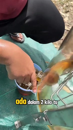 Hasil 1 sarang lebah berdekatan hutan akasia mangium dan hutan simpan adalah 9kg madu. Alhamdulilah, ini adalah bukti yang lebah Apis Mellifera boleh dipelihara dengan kemahiran dan etika yang betul. Mana yang cakap tak sesuai bela tu boleh teruskan mencari ilmu dan terus berusaha. Ini ternak lebah je bukan buat bom nuklear pun. | OLD BEE