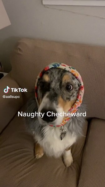 Meet Babushka: The Adorable Aussie Australian Shepherd Dog