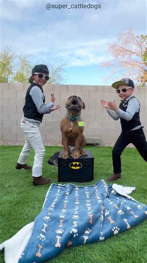 Amazing Dog Disappearing Magic Trick! 🐶✨ #Zoofacto #Shorts