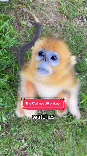Golden Snub-Nosed Monkeys: Unique Behaviors Explained