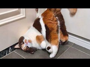 You’ll Die Laughing at These CATS 😂 Funniest Cat Videos