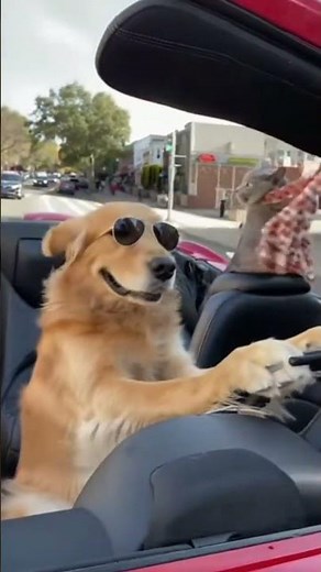 Dog Driving a Car! 🐕🚗