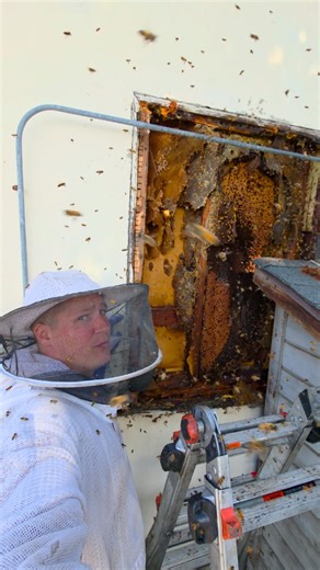 ONE OF THE BIGGEST BEEHIVES I'VE EVER SEEN! I just finished a nightmare bee removal in Rancho Cucamonga, California 🐝 This hive was massive — heavier than my body — and full of brood, eggs, and honey. The bees weren’t happy, but with careful work I cut away the comb, secured the brood, and relocated the colony safely. Saving bees is never easy, but it’s always worth it. Every hive rescued helps protect pollinators and the environment. 🌎🐝 📍 Rancho Cucamonga, CA For Bee Rescue Service Call: 62