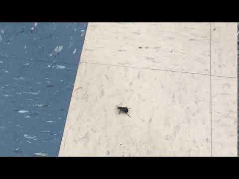 Boyfriend steps on bug at the 99 cents store, LOUD CRUNCH!!!!