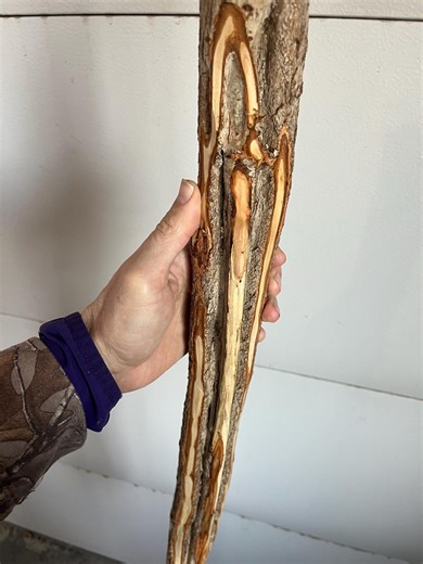 Diamond Willow Cane: 37" 'BUCK Rub 28" <> Spalted Wood, Walking Stick, Wood Spirit CARVING, Rare - Etsy
