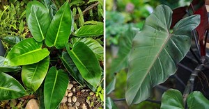 Blushing Philodendron Growing Guide