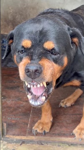 Angry dog barking sounds #dogcommunication #rottweiler #dogtalk #petsempire #puppy