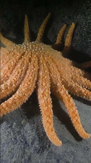 Mysterious sea star disease finally identified