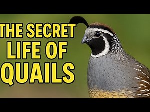The Secret Life of Quails – 9 Facts You Won’t Believe!