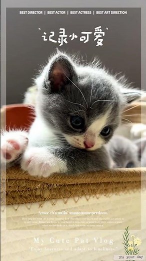 Kitten Growth Diary #2 | 4 Week Old Kittens Exploring the World