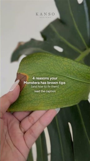 Why Your Monstera Has Brown Tips 🌿 (4 Common Reasons)