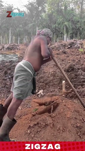 Remove Massive Tree Roots Without Machines? This Simple Trick Makes It Easy!