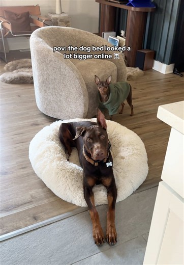 ok but when he lays cinnamon roll style it’s a perfect fit #dobermanpinscher #dogbed