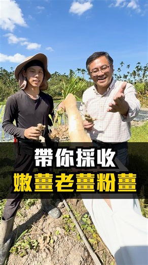 【老薑、嫩薑、粉薑怎麼選？你不能不知道的事】 同樣是薑，用錯不只風味差很多！ 料理效果也會大打折扣😵‍💫 這次就讓 #霧農大叔 帶你一次搞懂 ✔ 什麼時候用？ ✔ 適合怎樣的料理？ ✔ 差異在哪邊？ 選對食材，讓每一道菜都更對味💛 #食農教育 #農業小知識 #料理小知識 #老薑 #嫩薑 #粉薑 | 霧農大叔
