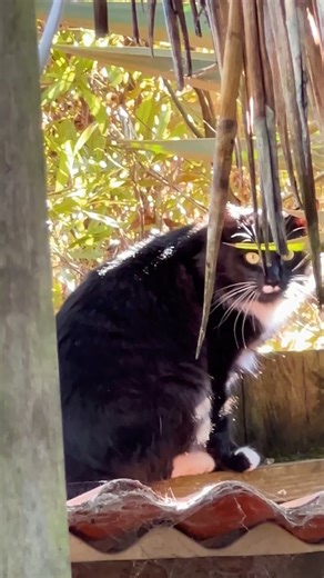 Cat refuses to come inside… until now #straycat #catstory #cuddlebuddies | Cuddle Buddies