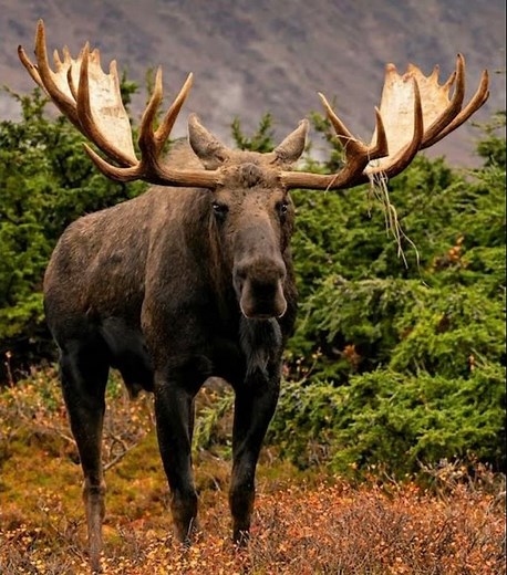 Bull Moose Sound Effects 🫎 🔊