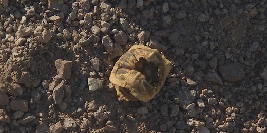 Scientists: Desperate coyotes eat tortoises as food in the drought