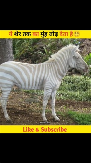 Zebra sirf cute nahi hota 😳Ye sheron ke liye bhi danger ban sakta hai 🦁#shorts #viral #facts