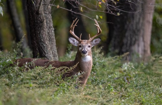 Mineral Sites for Deer: How and Why to Put Out Salt Licks