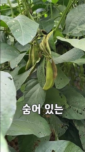 🌿교육원 속 힐링 가든🌿 #건설기술교육원 #건설 #건설채널 #브이로그 #농장 #교육원