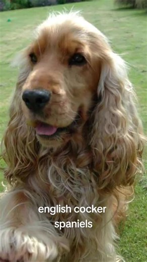 American vs English Cocker Spaniels: Understanding the Differences