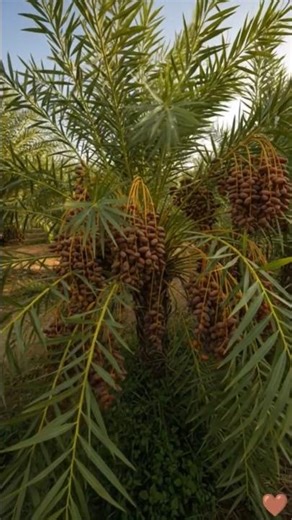 Date palms are tall, flowering trees known for their sweet, edible dates. #fruit #mitha #eating