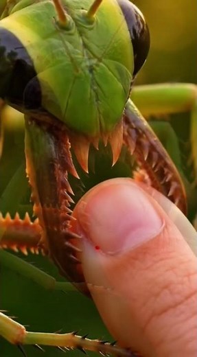 Praying Mantis Bite Explained | Why It Hurts More Than You'd Expect 🦗